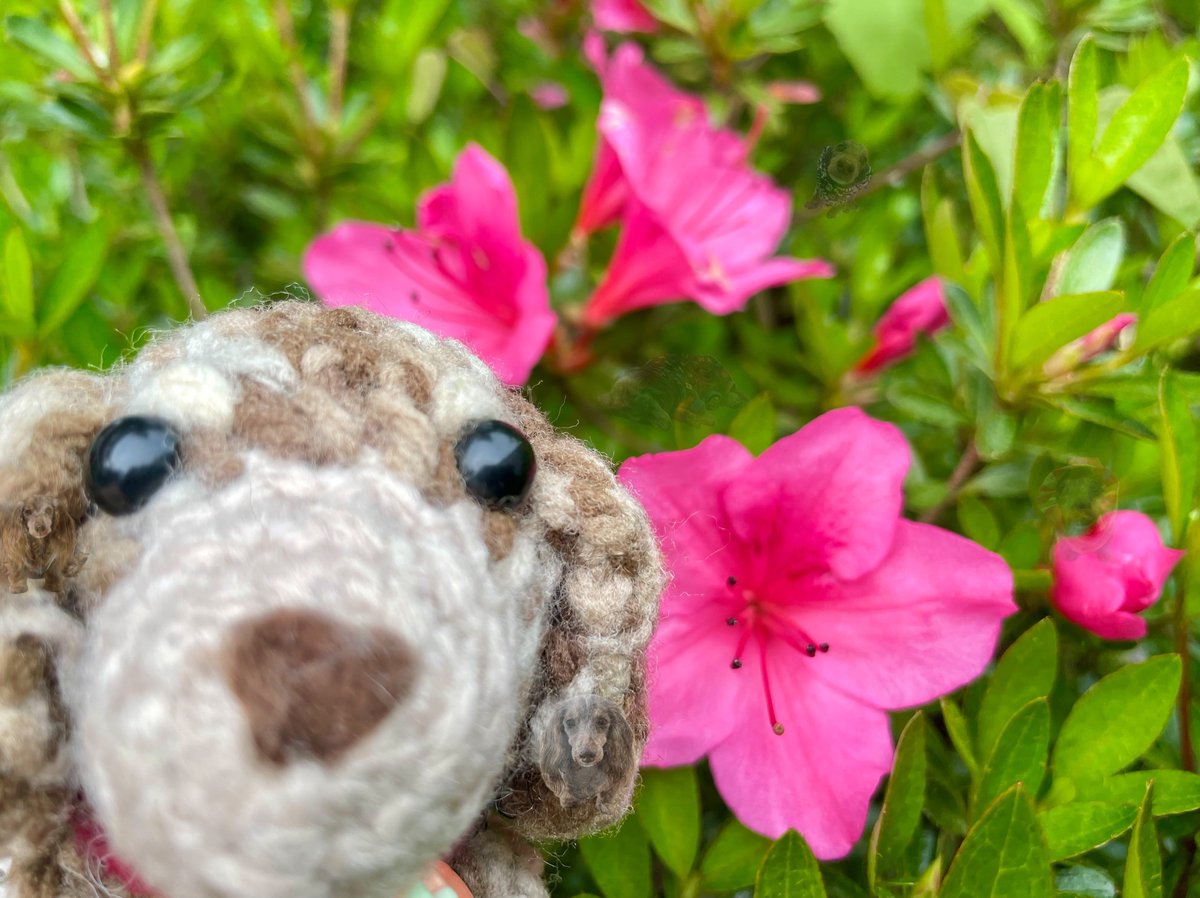 ビスコ🌈永遠の18歳Kﾀﾞｯｸｽ(๑´ω`๑) tweet media