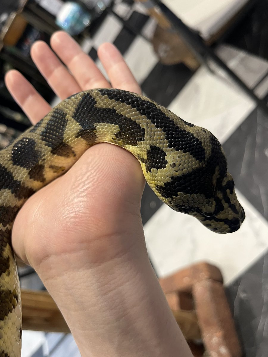 UnderBird tweet media