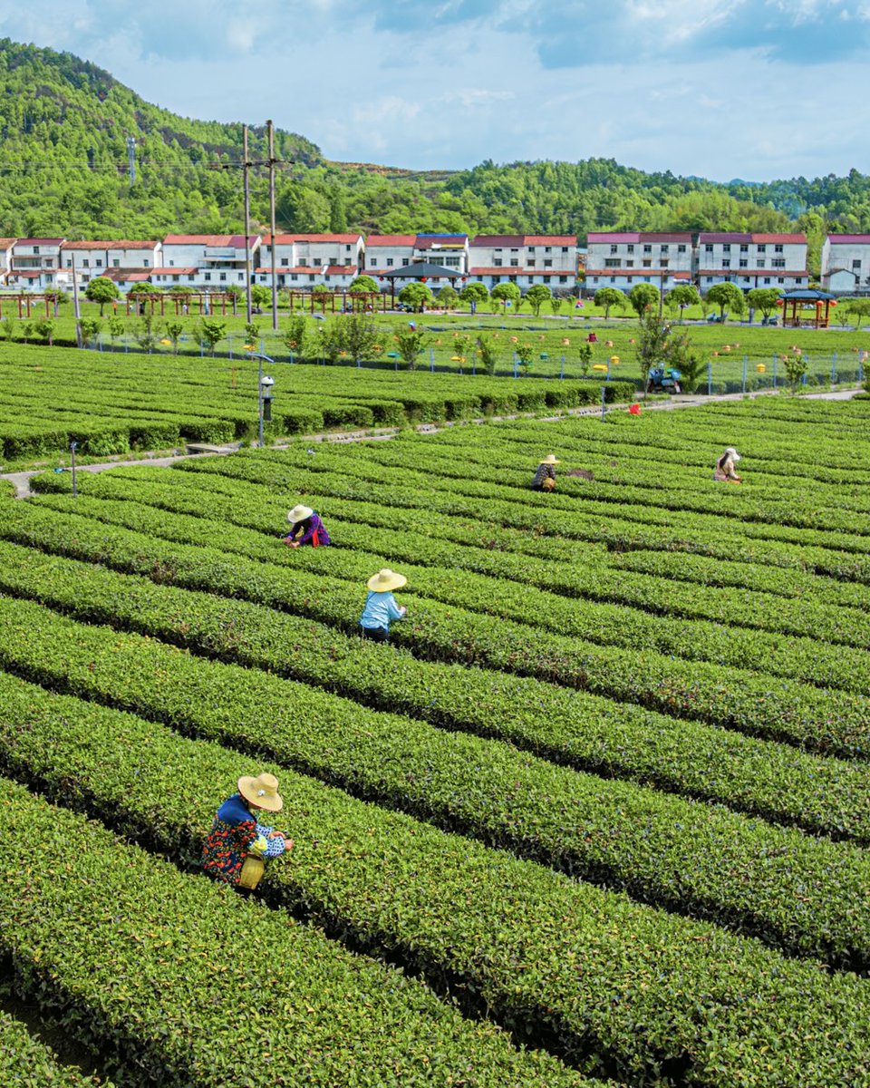 hellohubei_'s tweet image. In Yingshan county, #Hubei province, you'll find hills covered in azaleas, #tea gardens where you can pick your own leaves, and villages that offer a taste of rural life.🍵

A perfect getaway for the May Day #holiday.

#ChinaTravel #China #fyp #nature #HubeiWonders #SpringInHubei