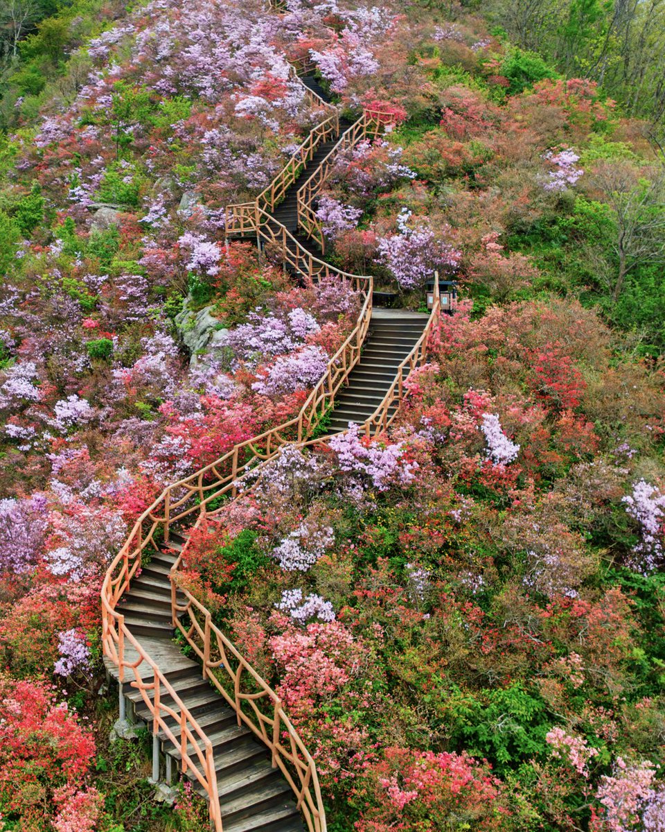 hellohubei_'s tweet image. In Yingshan county, #Hubei province, you'll find hills covered in azaleas, #tea gardens where you can pick your own leaves, and villages that offer a taste of rural life.🍵

A perfect getaway for the May Day #holiday.

#ChinaTravel #China #fyp #nature #HubeiWonders #SpringInHubei