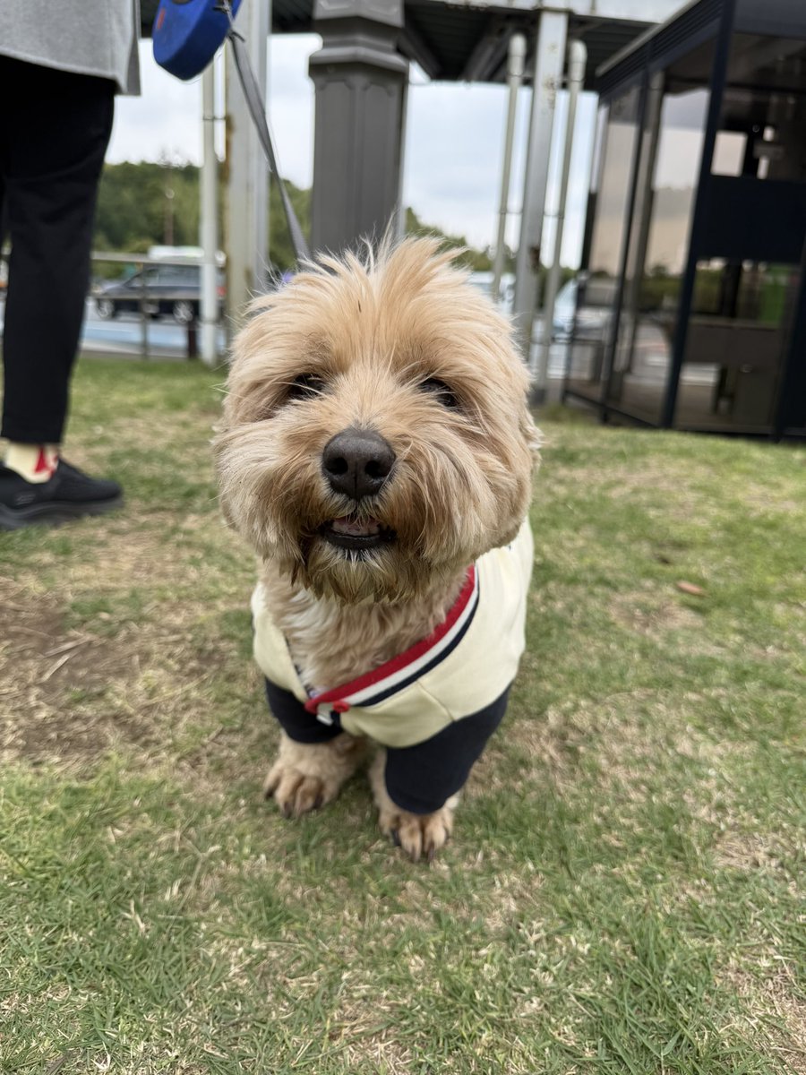 aiai🏰🌋🐭💙🤍⚾☂️🐧⚽🟦🟥 tweet media