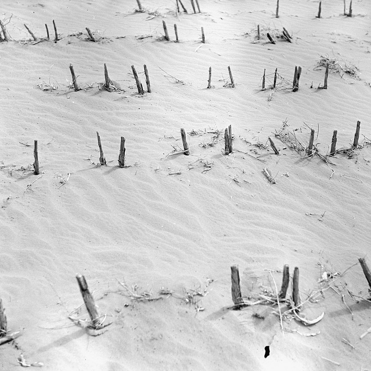 LRonLacy's tweet image. ‘Kaffir corn stubble breaks up the wind currents and prevents soil from being blown away. Hartley County #Texas. Photograph by #ResettlementAdministration #photographer #ArthurRothstein April 1936.
#TheNewDeal #DustBowl #soilconservation #HartleyCounty #blackandwhitephotography