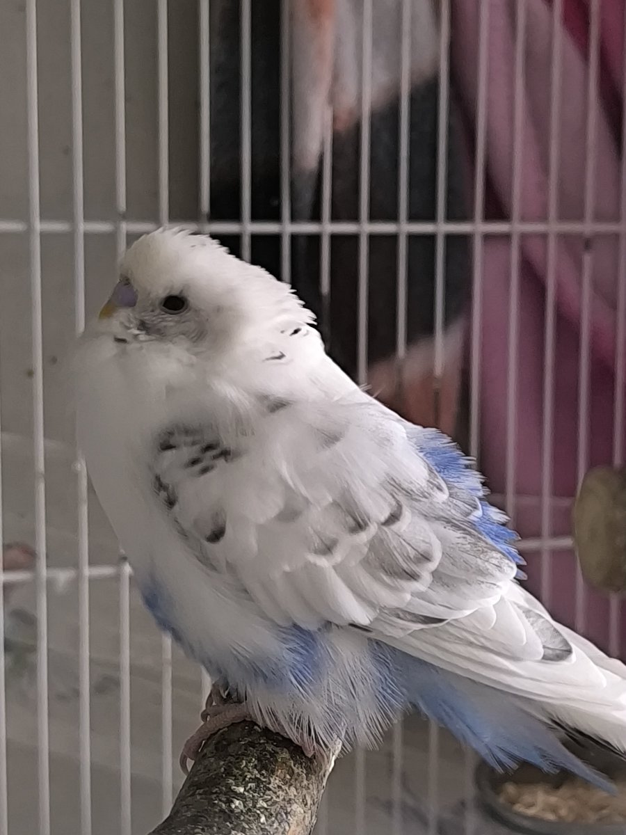 Kirona🐦‍⬛🍎 tweet media