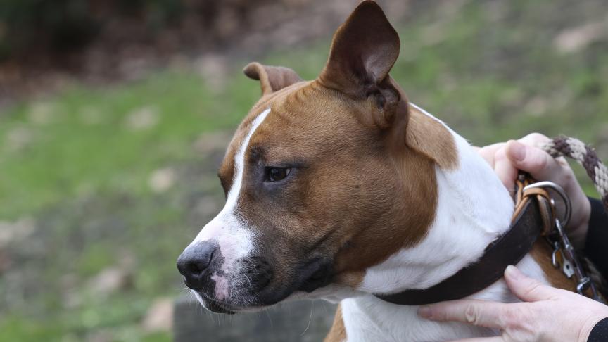 Au coeur des animaux tweet media