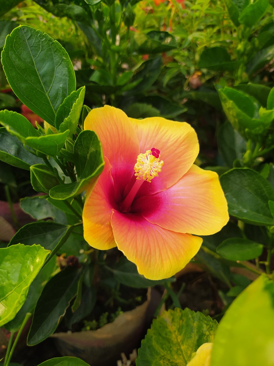 bappachandrap's tweet image. Yellow and Pink hibiscus flower in nature village. #nature #yellow #pink #hibiscus #flower