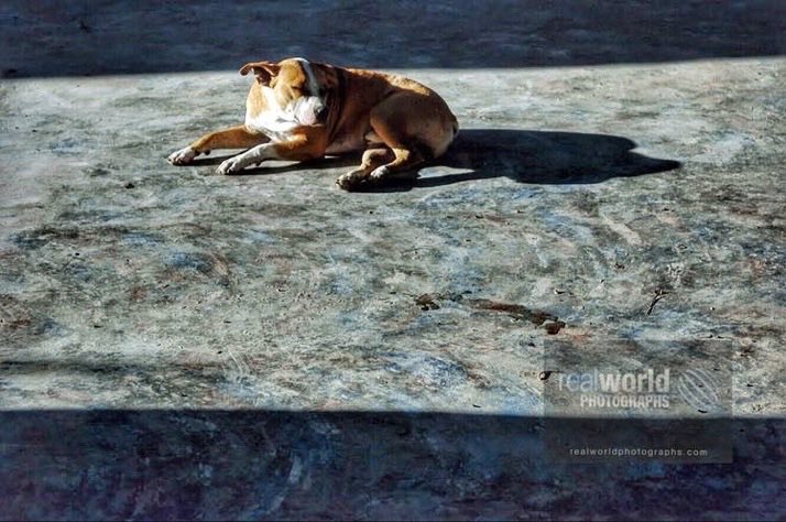 RealWorldImage's tweet image. À stray dog basks in the early morning sun in Santiago de Chile, Chile, South America. Gary Moore photo. Real World Photographs. #streetphotography #dogs #Chile  #SouthAmerica #Grok #Santiago #stray #photojournalism #Nikon   #realworldphotographs   #garymoorephotography