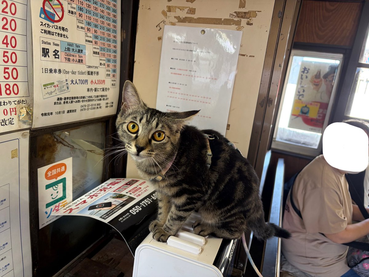 どーすー tweet media