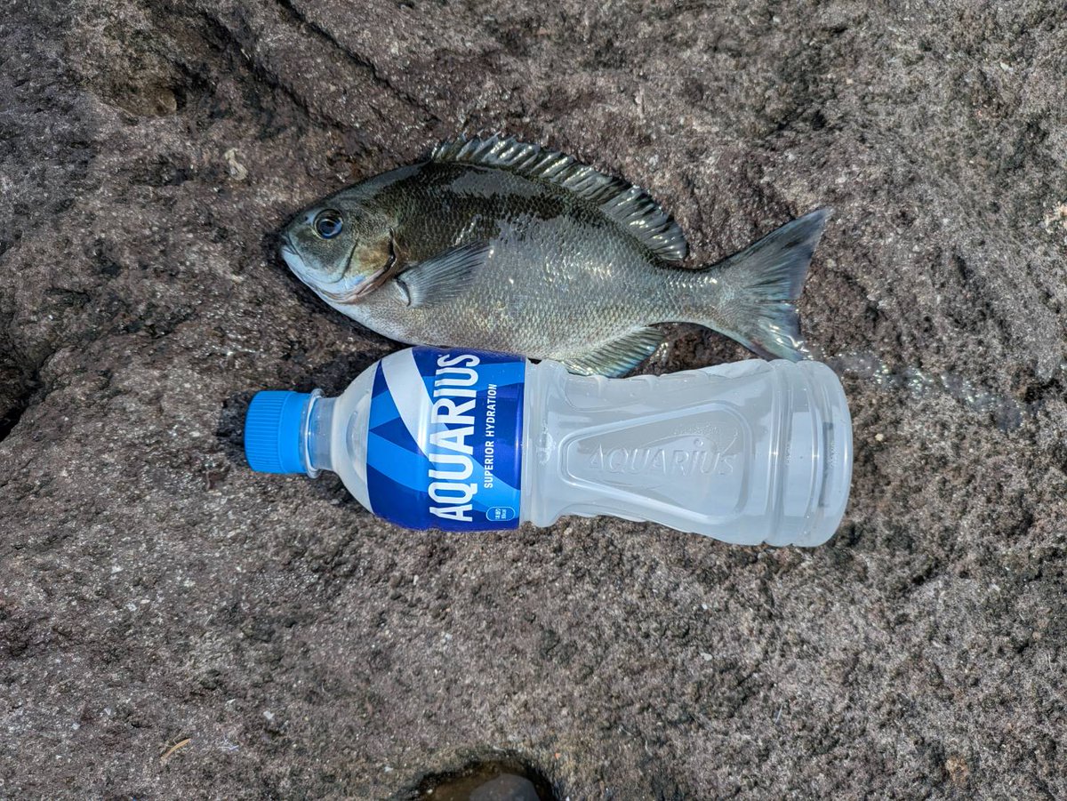 さかな tweet media