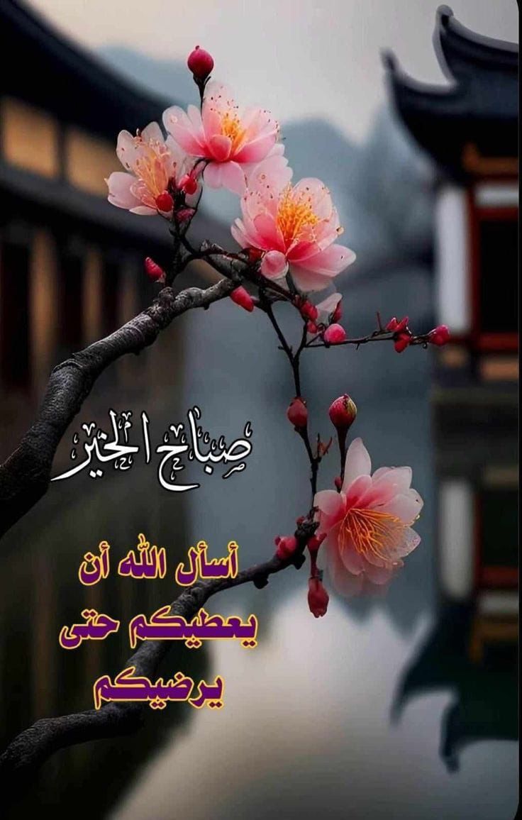 mm🪴🩵محمد tweet media