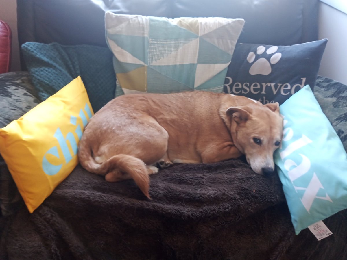 NukaRedPanda tweet media