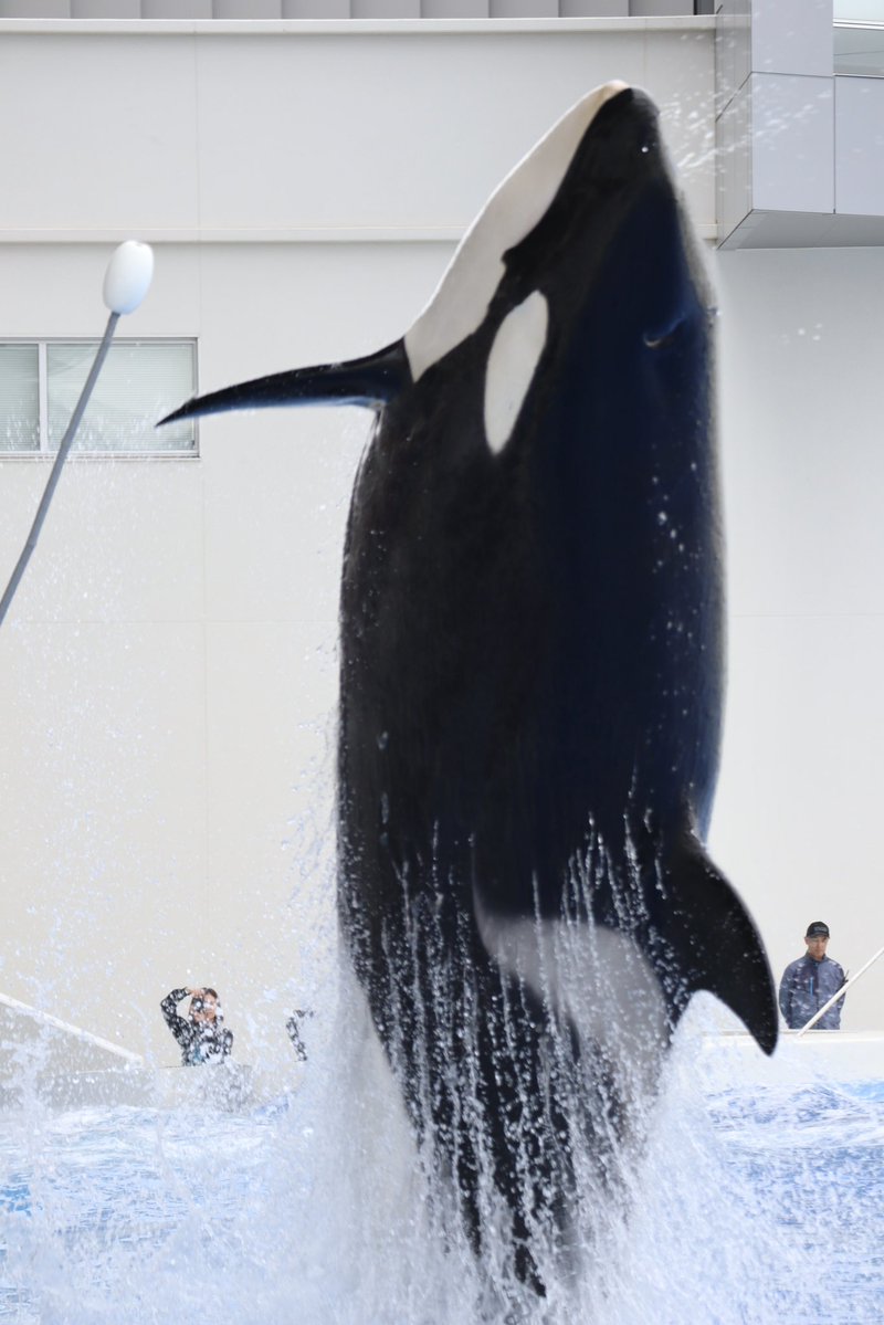 ピントが背景にいっててだめ🤦‍♀️