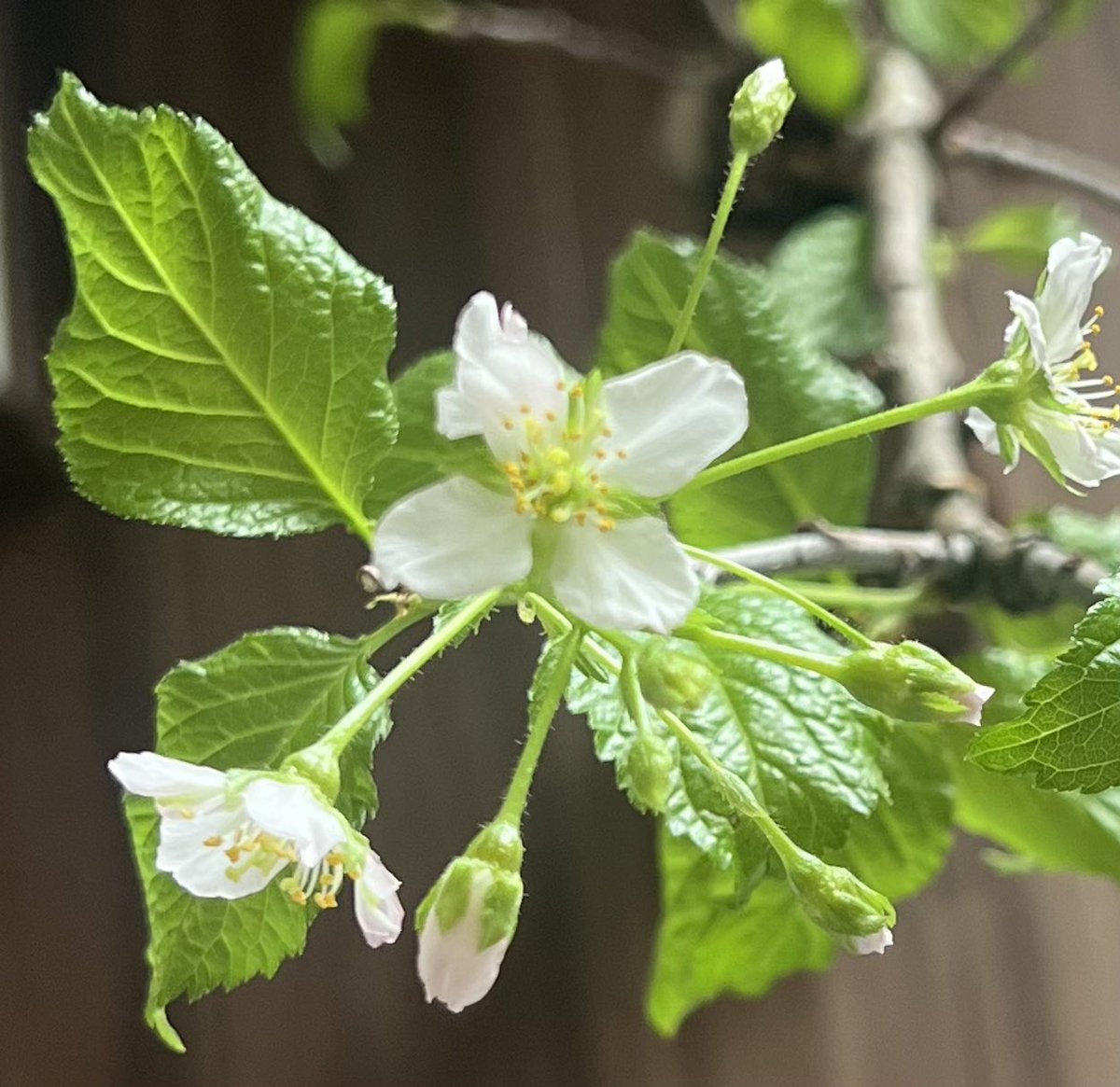Mi53061627's tweet photo. 3月に届いた啓翁桜、葉っぱも透明かんのあるやわらかな新緑から普通の緑色になってるのに、なぜか花が咲いた
温度変化で狂ったのかな https://t.co/5ZPIe8cqjK