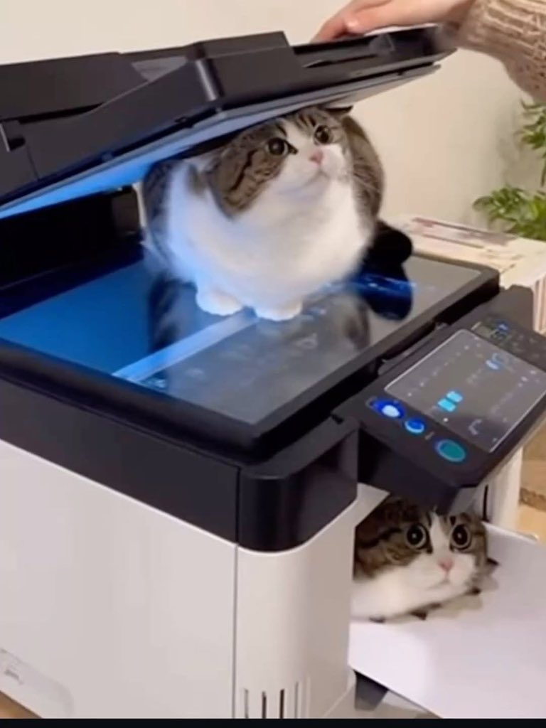 autoportrait tweet media