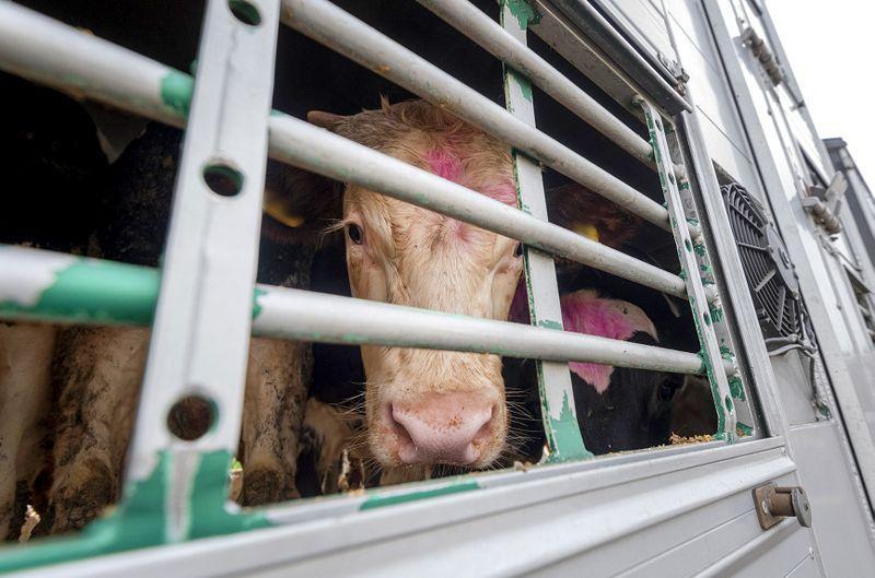 Daily Maverick tweet media