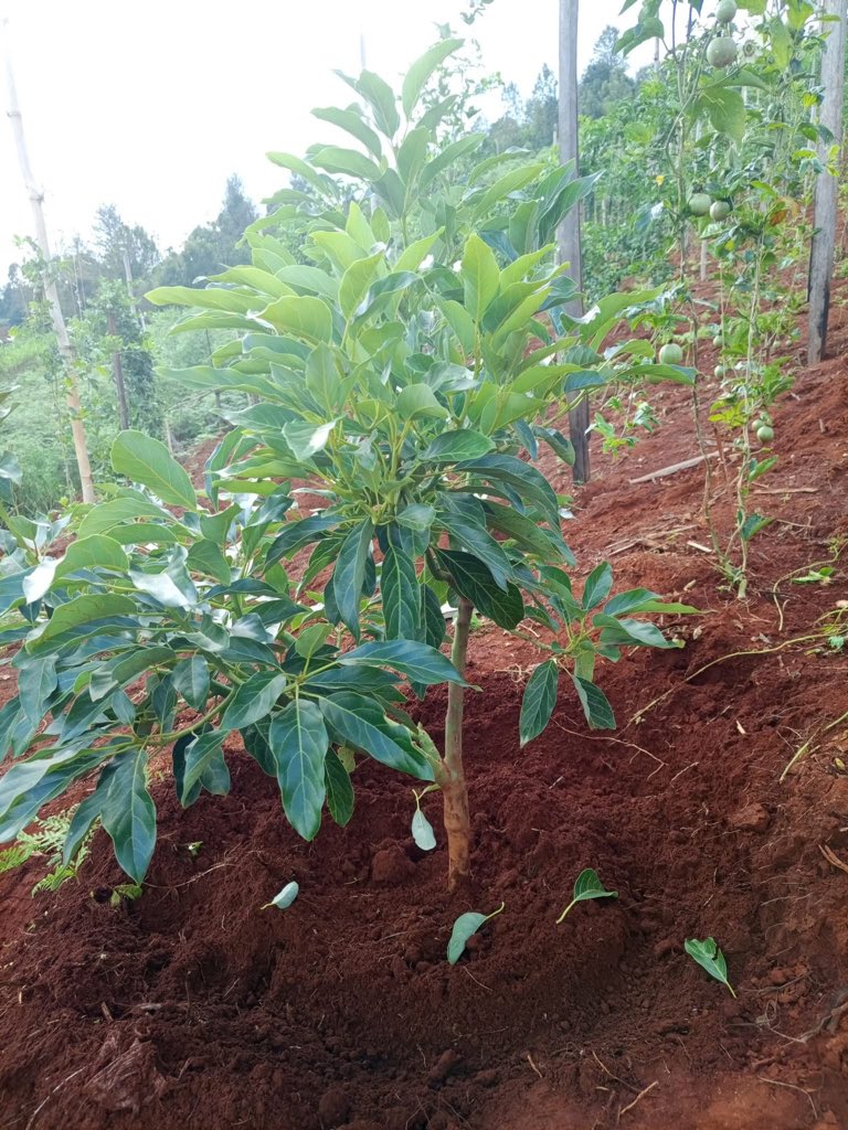 AGRONOMME 🇷🇼 tweet media