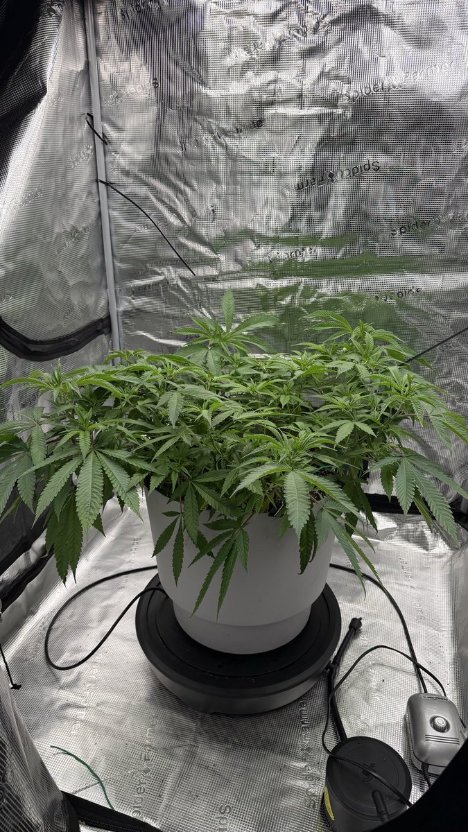 MidWestGrowShow's tweet photo. Bubbles BlueBerry F4 doing good in coco and grow dots rigged a plastic pot to this system https://t.co/A9NlA7gVJc