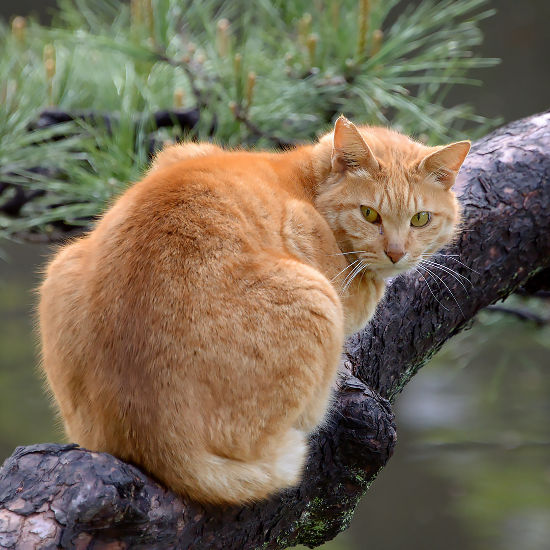 Purely Green tweet media