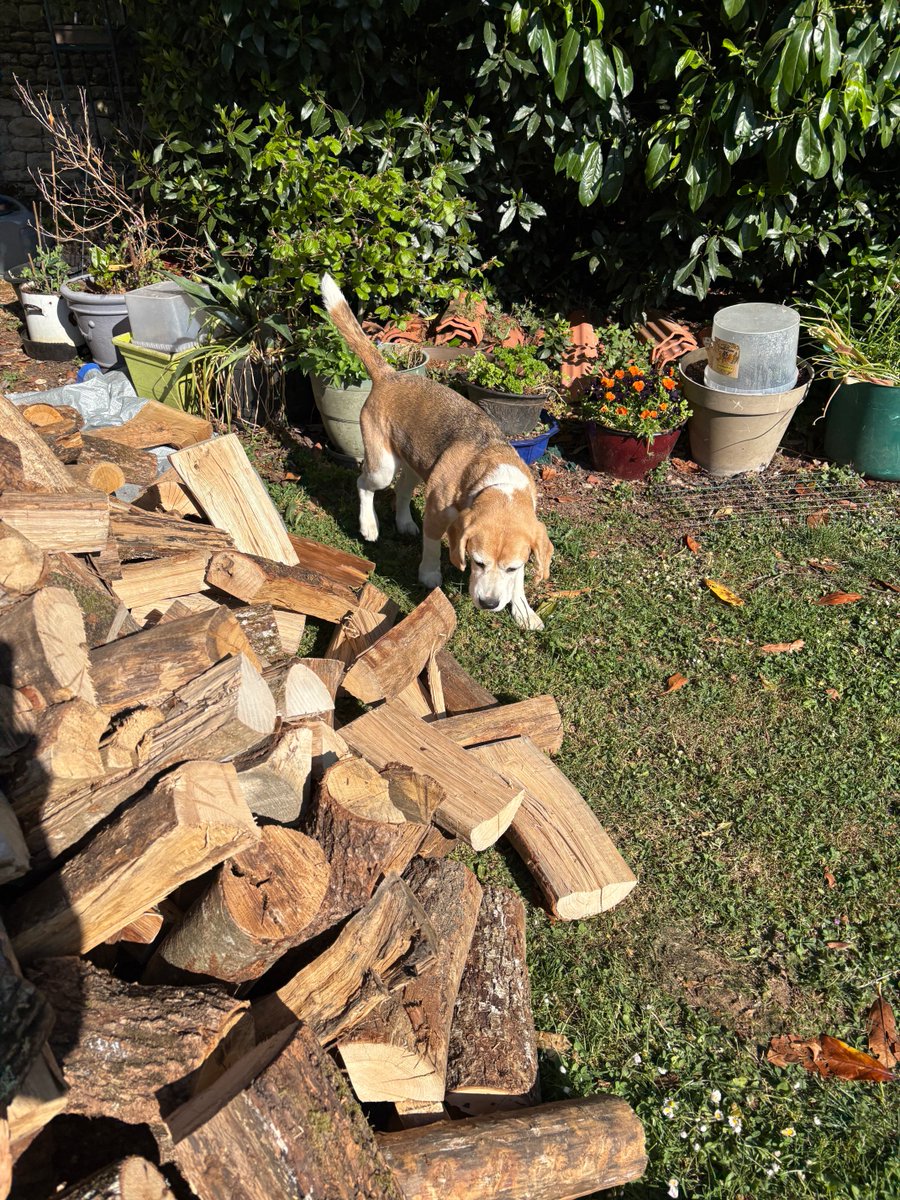 Beagle Bandit🐾🇫🇷 🇪🇺💙 tweet media