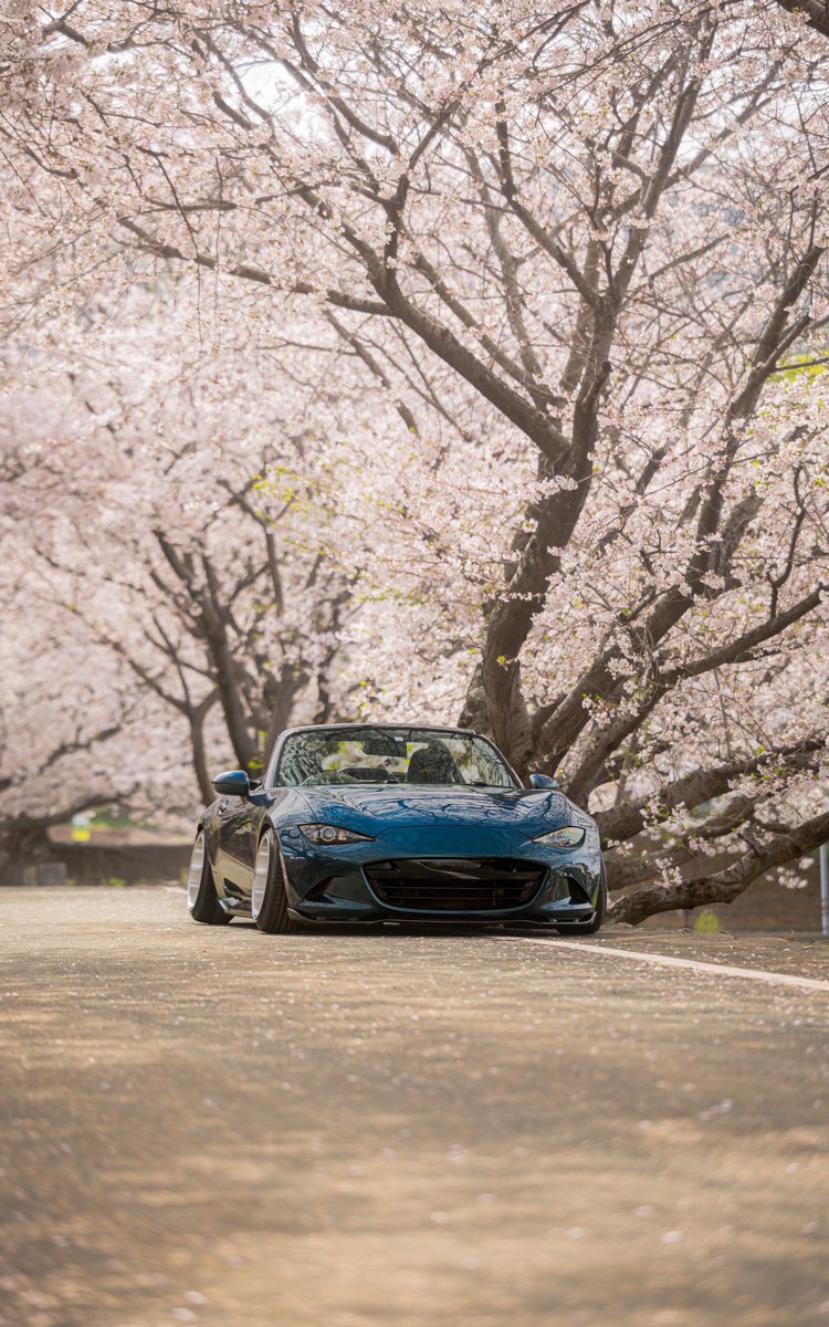 やっと自分のも終わらせた😌
4月ももう終わりやけど桜の写真🌸