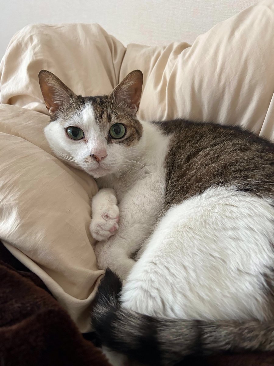 えどねこ tweet media