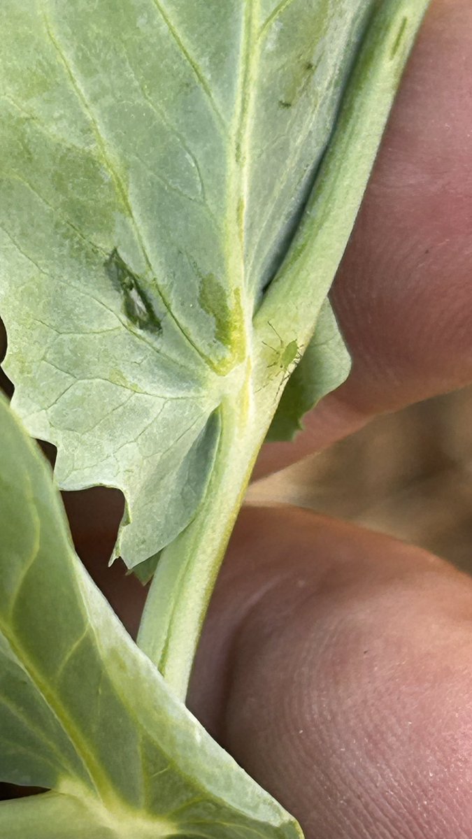 OlivierCOSTE2's tweet photo. Je suis chez une #Agriculture des plateaux de Bourgogne et dans son #PlanProteines en #Pois de printemps.
Du #Puceron on dira que c’est normal et je complèterais,le fameux printemps 2020.
Mais d’observer déjà de la #Bruche,c’est peut-être moins dans la norme !
#VisMaVieDeArc https://t.co/JsEUoY2XQS