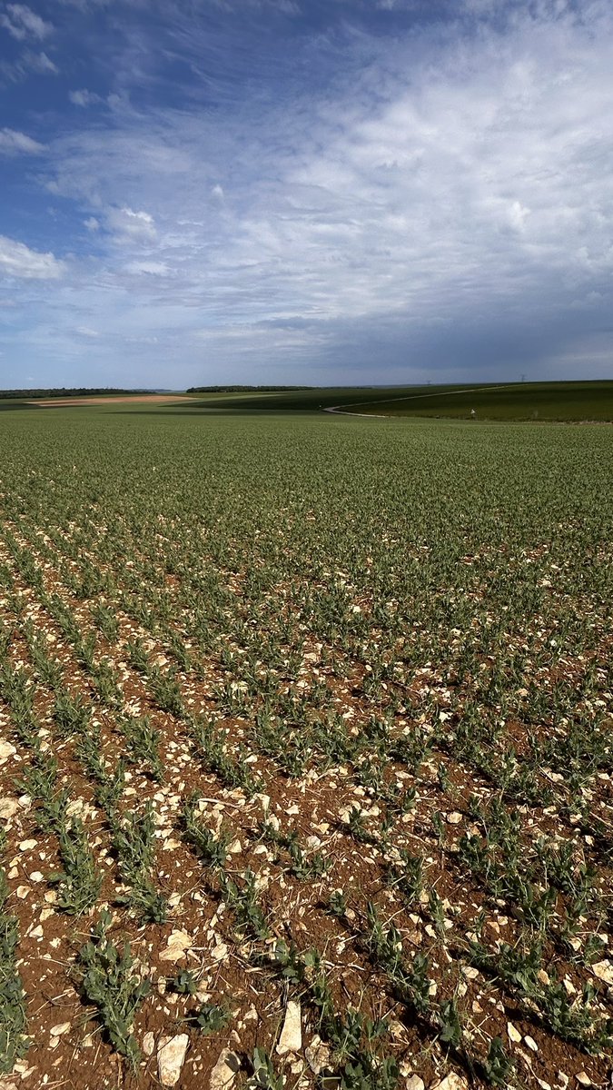 OlivierCOSTE2's tweet photo. Je suis chez une #Agriculture des plateaux de Bourgogne et dans son #PlanProteines en #Pois de printemps.
Du #Puceron on dira que c’est normal et je complèterais,le fameux printemps 2020.
Mais d’observer déjà de la #Bruche,c’est peut-être moins dans la norme !
#VisMaVieDeArc https://t.co/JsEUoY2XQS
