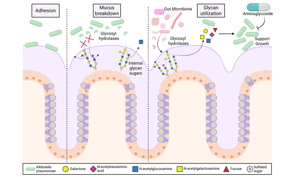 Microbiome Research Reports tweet media