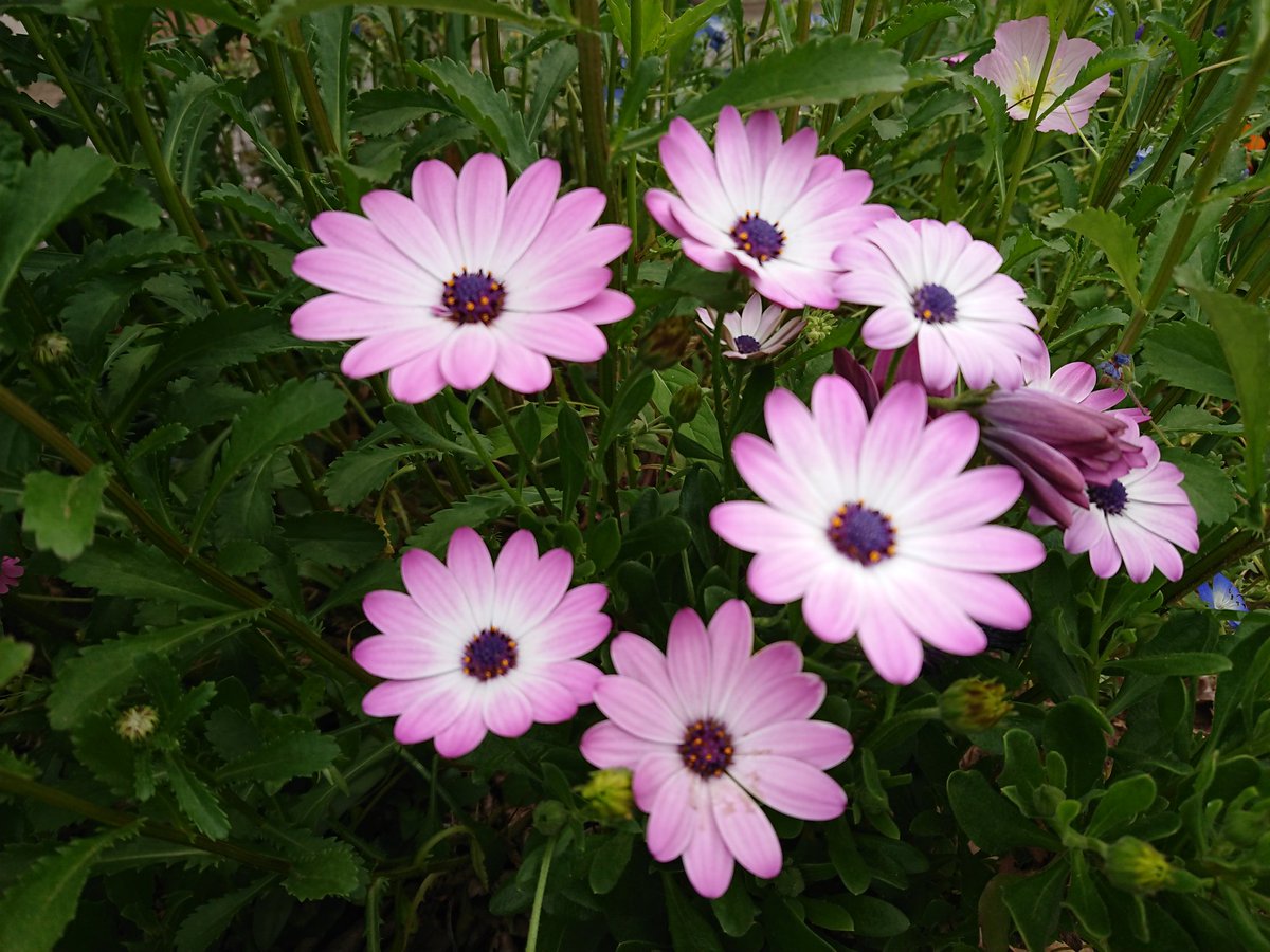 momenty313's tweet image. 曇り空ど～んより
予報ほど気温上がらずでした

もう連休始まってるの？
うちはカレンダーどおりだし
家でいつもどおり過ごすよ(^.^)

#flower  #flowers 
#花が好き　#花写真
#ファインダー越しの私の世界