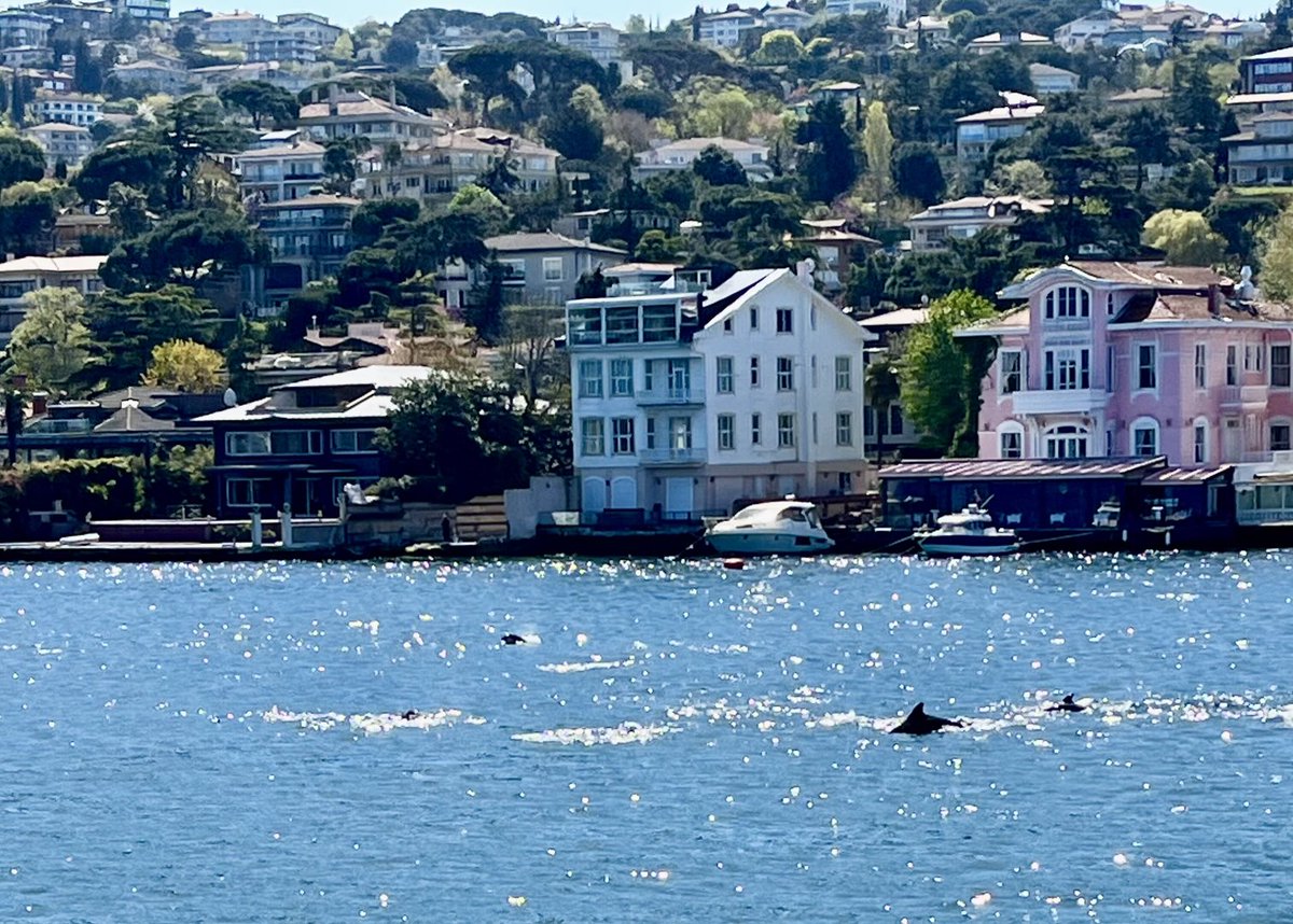 Don’t have camera good enough to show them really but pod of what seemed to be 8-10 dolphins off Çengelköy just now. What a thrill! Made my day.