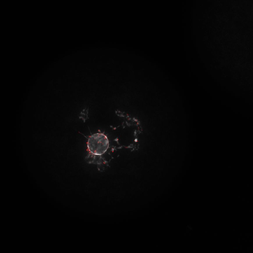 Fulka Lab tweet media