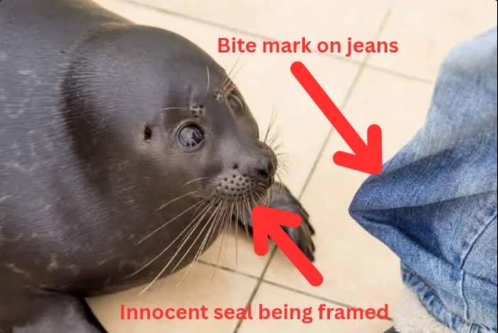 NOELLE 🦭 tweet media