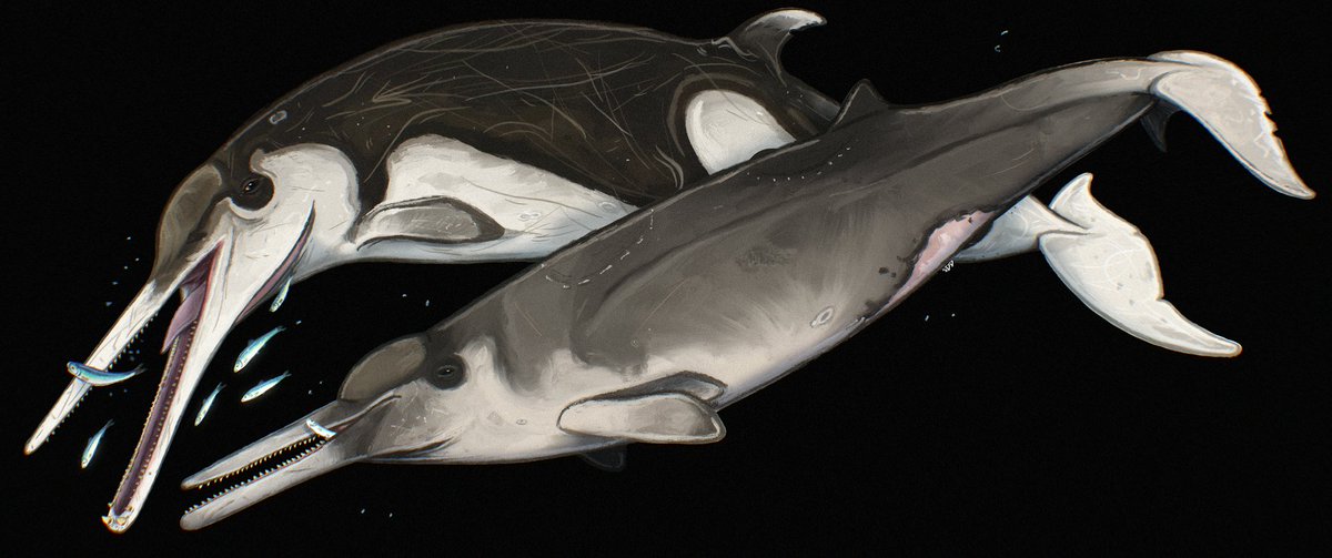 astrapionte's tweet photo. Meet Dagonodum mojnum, a medium-sized beaked whale that's known from Miocene Denmark 🇩🇰!

#cetacea #paleoart