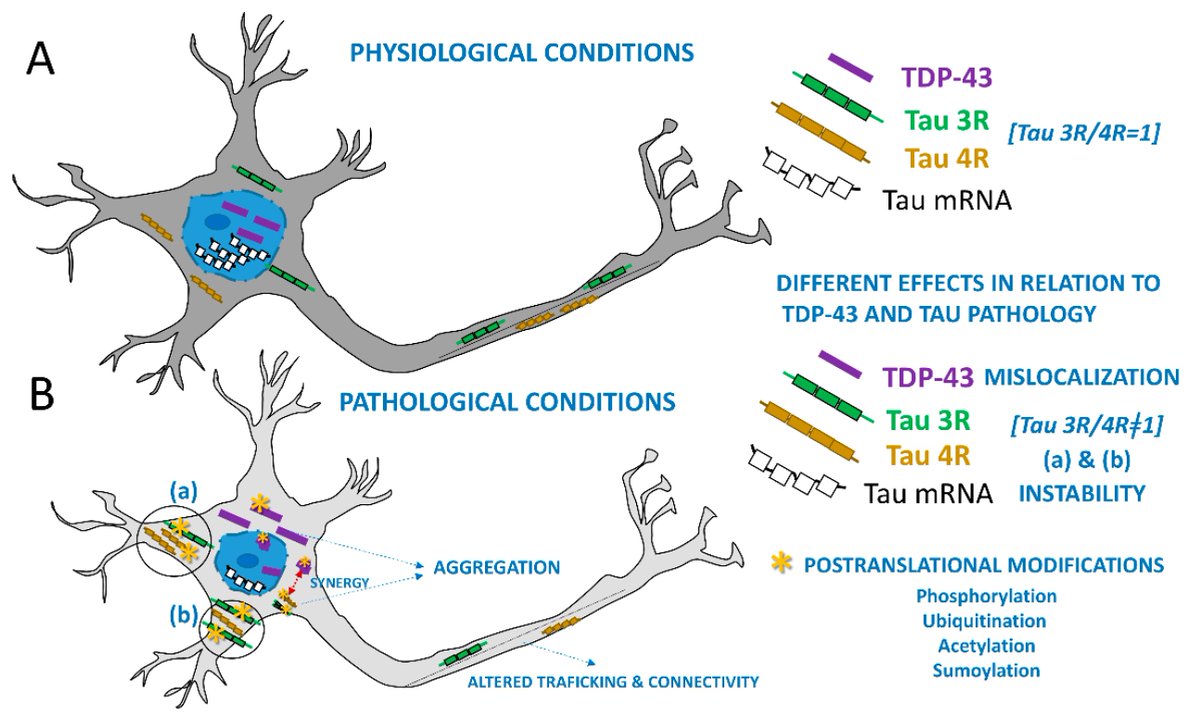 BrainSci_MDPI's tweet photo. 🏆 #mdpibrainsci Read Editor's Choice Article!

📢 Looking into #Abnormal Co-Expressions of #Tau and TDP-43 in the Realm of Mixed #Dementia Types: A Double-Punch Scenario

🔎 https://t.co/JnJLYjWhSe

@70S705 @MDPIOpenAccess @Scilit_ @MediPharma_MDPI #brain #Alzheimer https://t.co/Mz3vesFZ1v