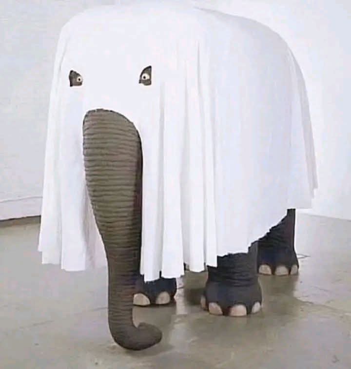 BIG JUNIOR tweet media