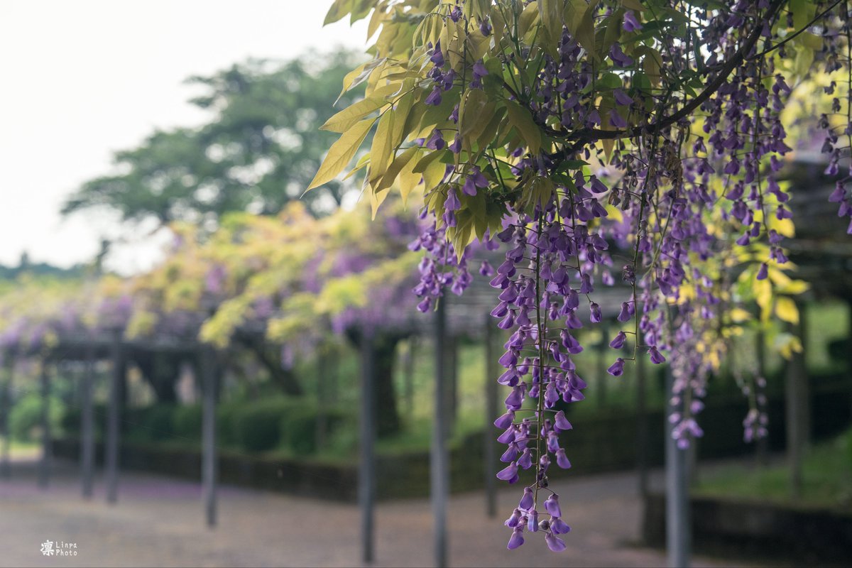 Linkin_FL5's tweet image. 愛車と藤棚を眺めに
紫の藤には「気品」・「優しさ」という花言葉があるそう
開発に携わった方々の乗り手を「慮る」想いに満ちたFL5にぴったりな花ですね✨

#CivicTypeR
#HONDA
#FL5