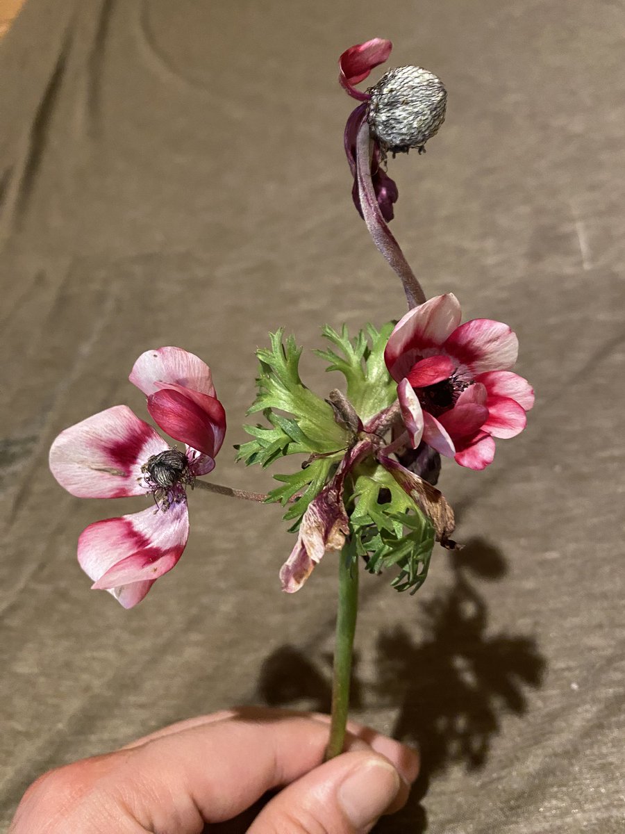 K_rice's tweet photo. 奇形のアネモネ。
1本の茎から3輪花が咲いている。 https://t.co/DyqfJ97C4w