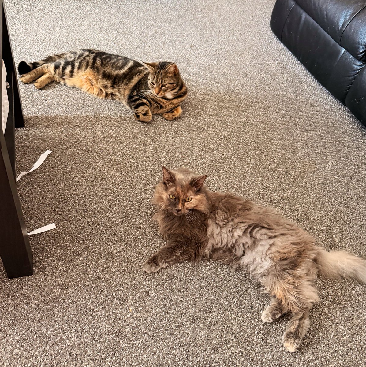 🌱 Awkward Turle 🌱 tweet media