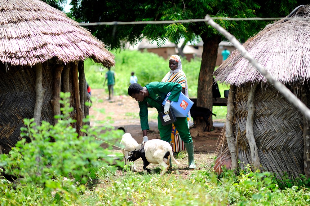 GALVmed's tweet image. 💉 Livestock vaccination = prosperity for small-scale #livestock producers. 

#VITAL2 aims to:

🌍 Expand #vaccine access through private-sector involvement
🔗 Strengthen supply chains
🔬 Drive vaccine innovation

🐄 Healthier herds. Resilient livestock systems.