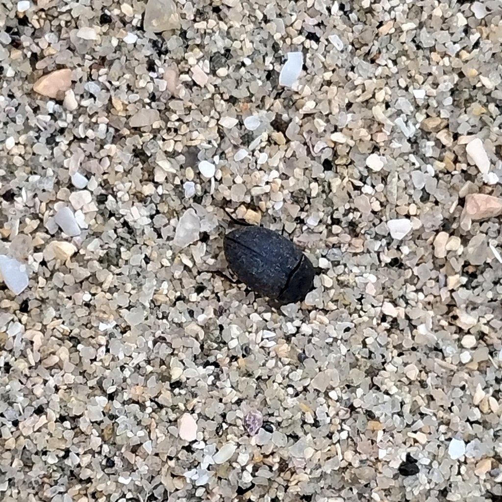 海辺のMacco tweet media