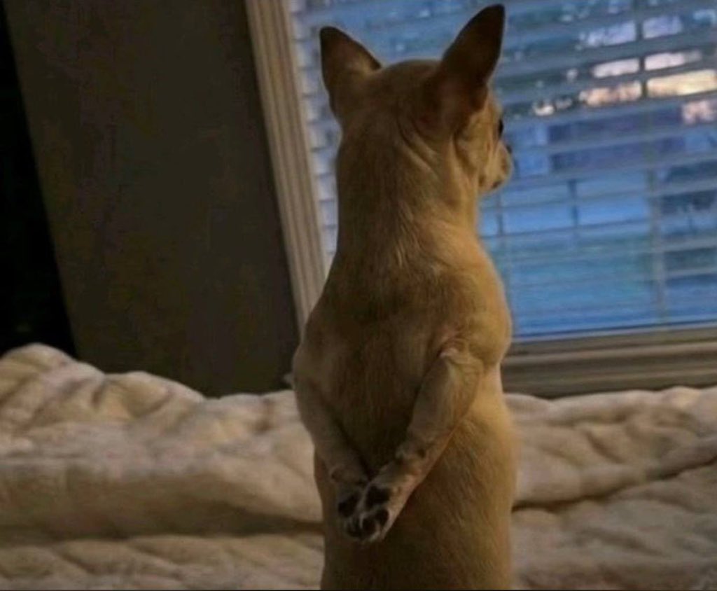 Falcon Trades📊 tweet media