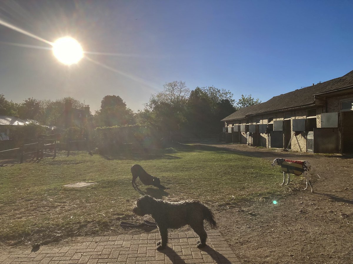 JohnWathenBerry's tweet image. We ended up with a sunny afternoon yesterday in Newmarket and it’s sunny from the outset today. Quite fresh, though, still with yesterday’s stiff easterly wind. 7 degrees at the outset but felt colder. Forecast high 17 #FlyingStar #HiddenPearl #Duchess #Clasina