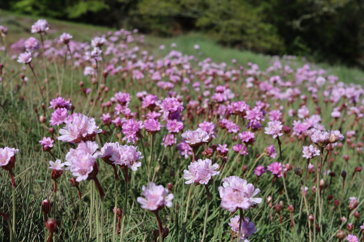 crowmogh's tweet photo. The sea pinks are carpeting the banks of the creek #cornwall #seapinks https://t.co/EDFwUEKmom
