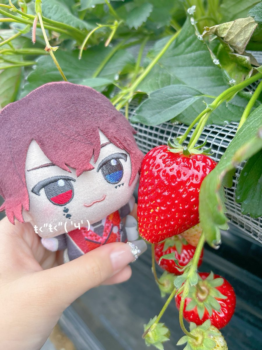 chimo_187's tweet photo. あとぬいと苺狩り🍓⟡.·*. https://t.co/wHpT2vjs0K