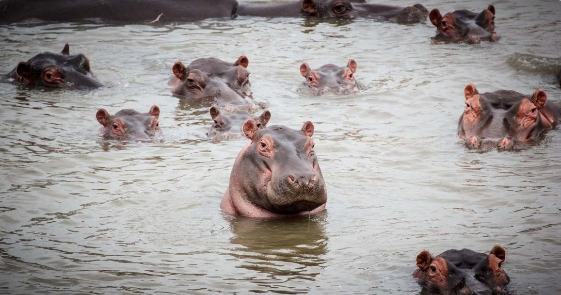 Indian billionaire's son offers to save Escobar's hippos.
