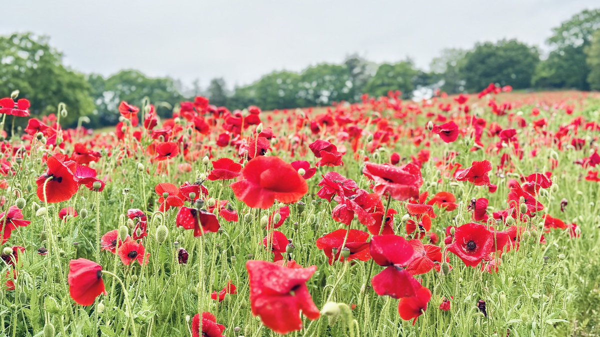 うれ🎧🐶 tweet media