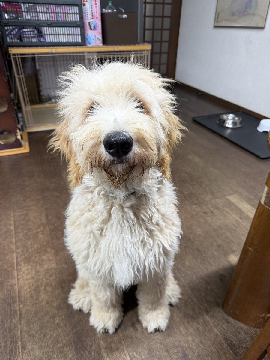 taku_pai's tweet photo. 初めてのトリミング行ってきたよ
もとの毛むくじゃらからもう別の犬です
トリマーの人達　すっげーな https://t.co/OwCtfyU7X3