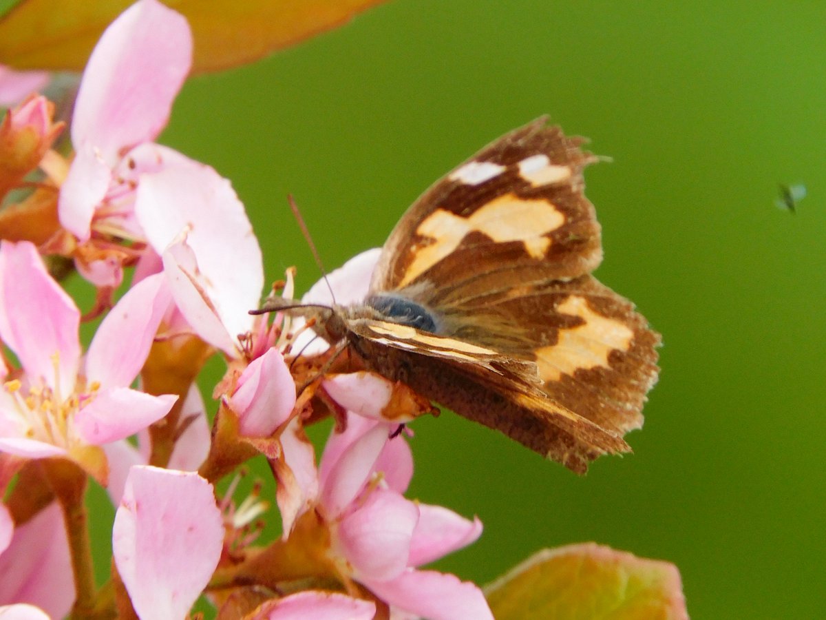 南大阪・河内長野市 寺ヶ池 4.29昼 テングチョウ🦋 数年探していました