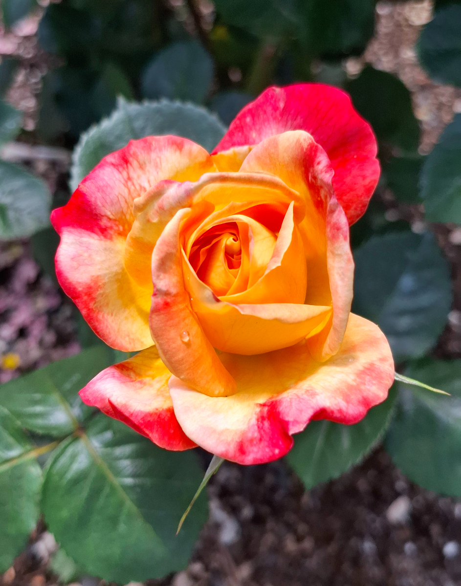 Tomo_NightBird's tweet image. Serenity 

#nature #NaturePhotography #flowers #flowerphotography