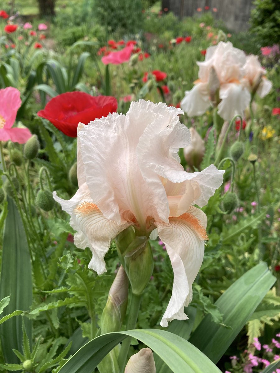 mie(ŐωŐ)@石禁同盟 tweet media