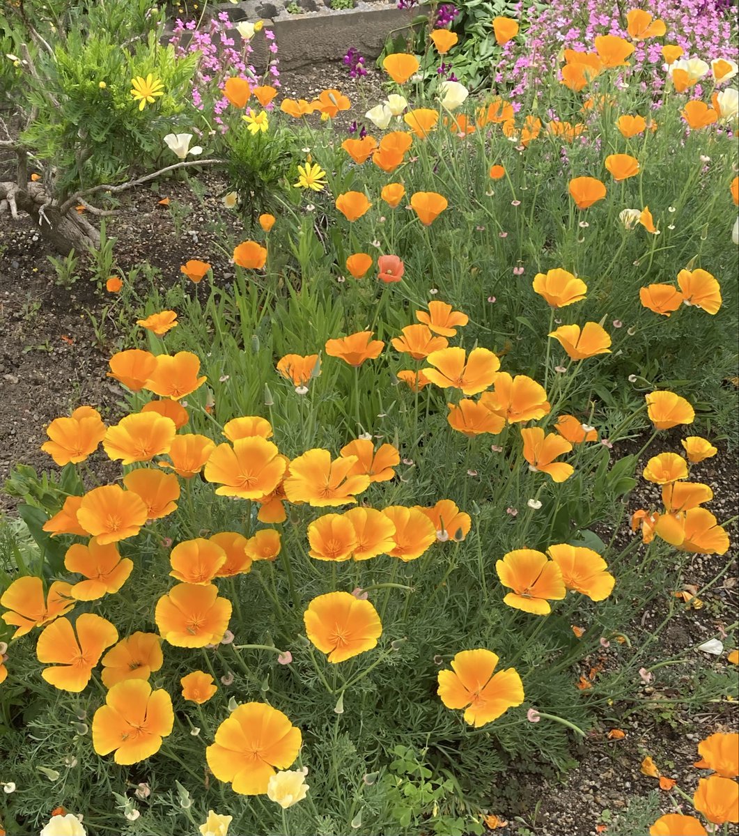 mie(ŐωŐ)@石禁同盟 tweet media